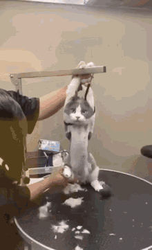 shave-cat.gif