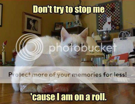 cat-on-a-roll_zpsehrdykln.jpg