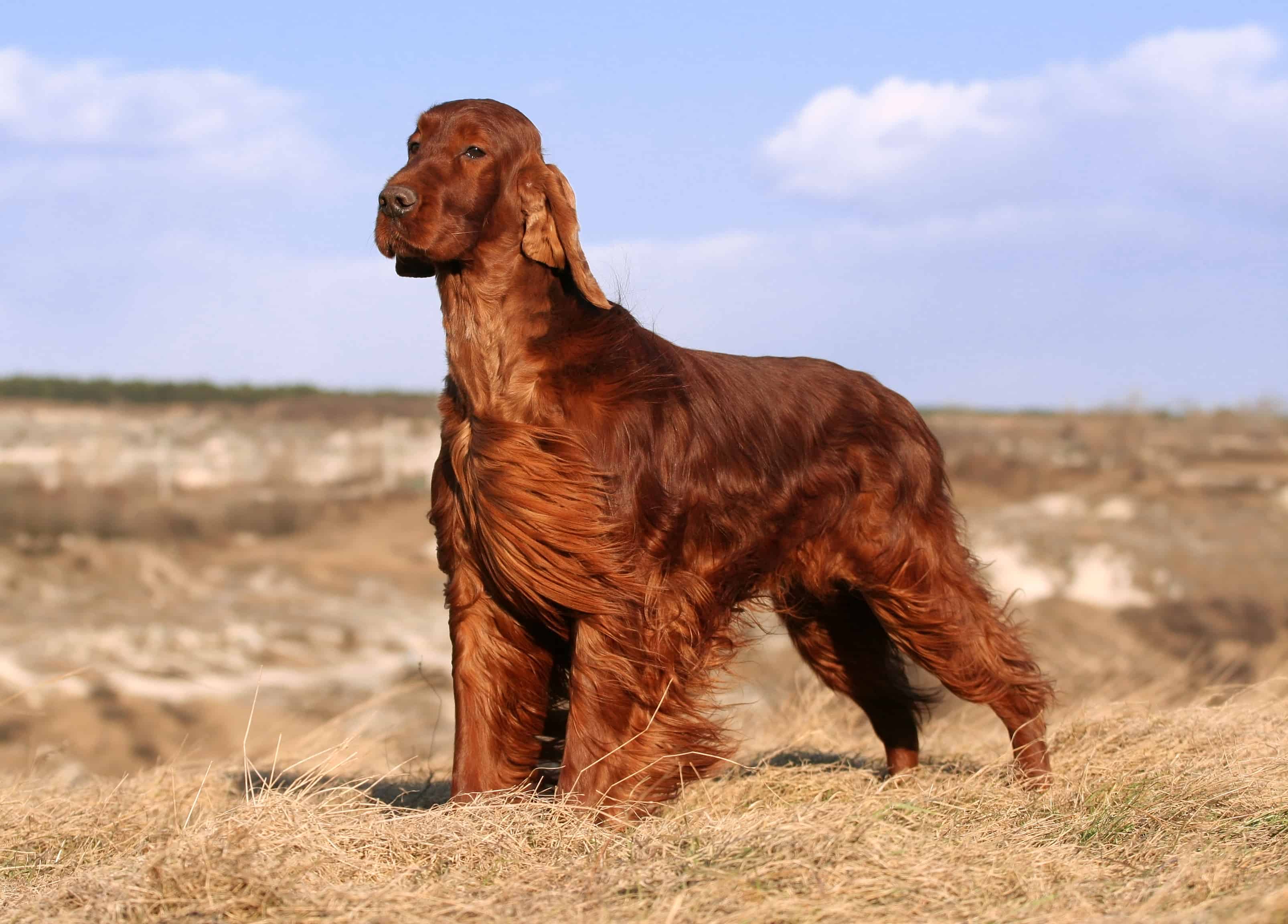 Irish-Setter_PetCare-4.jpg