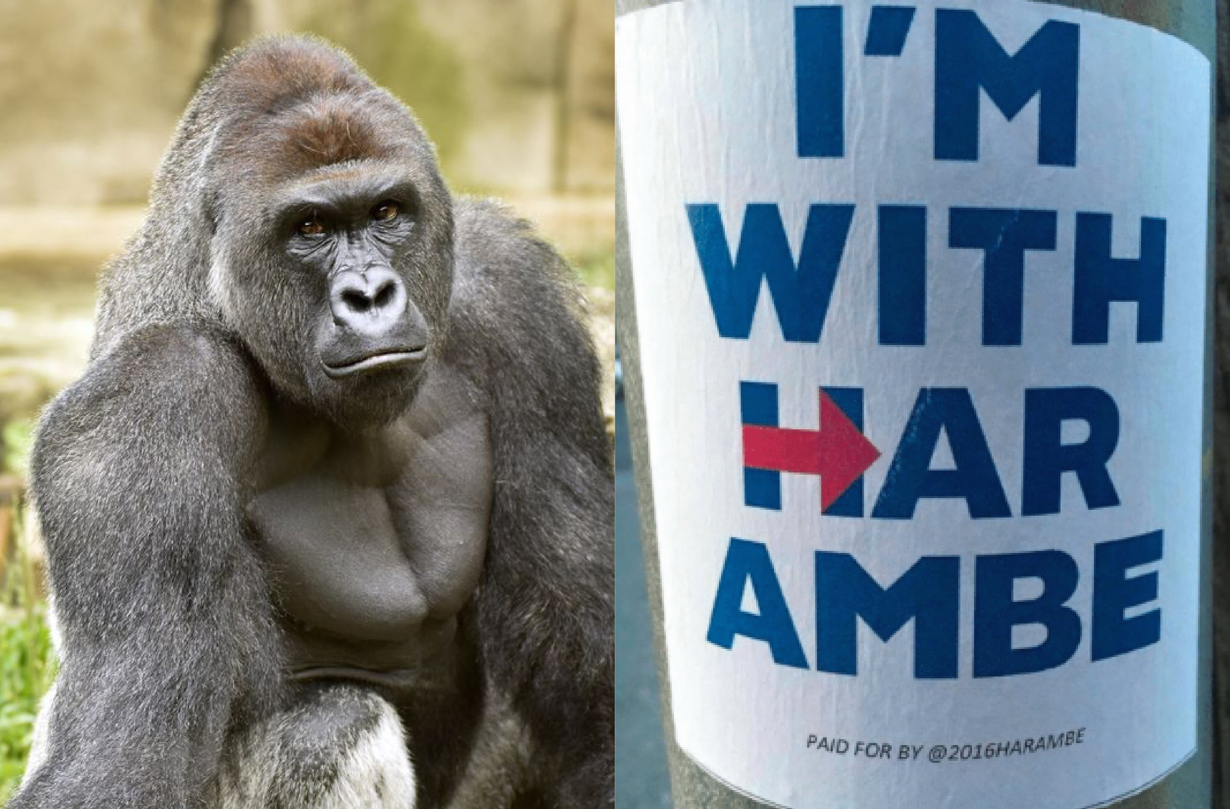 Harambe-president.jpg