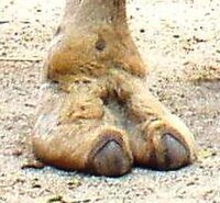 200px-Camel_Foot.jpg