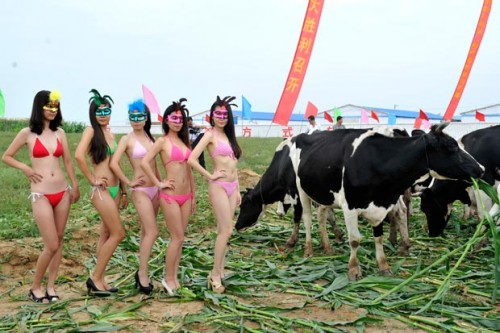 cows-with-models.jpg