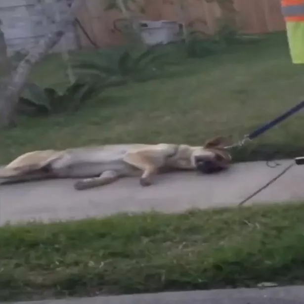 Disturbing-video-shows-man-dragging-dog-behind-motorized-wheelchair.jpg