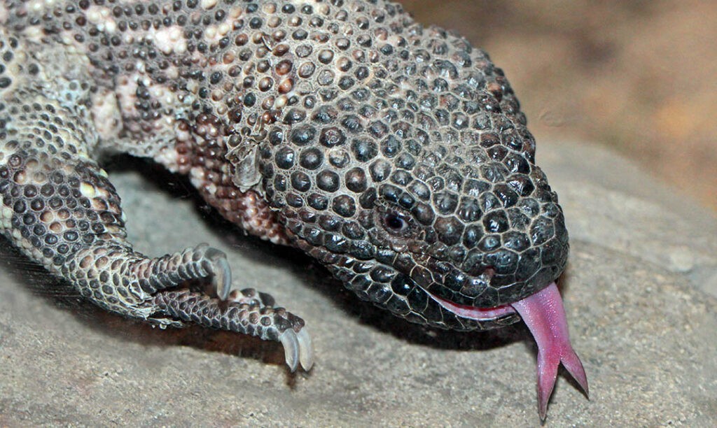 Lizard-Mexican-Beaded-1-1024x612.jpg