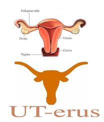 uterus.jpg