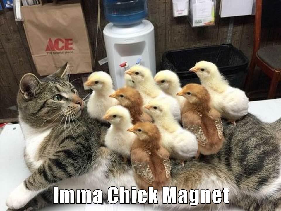 cat-ace-h-imma-chick-magnet
