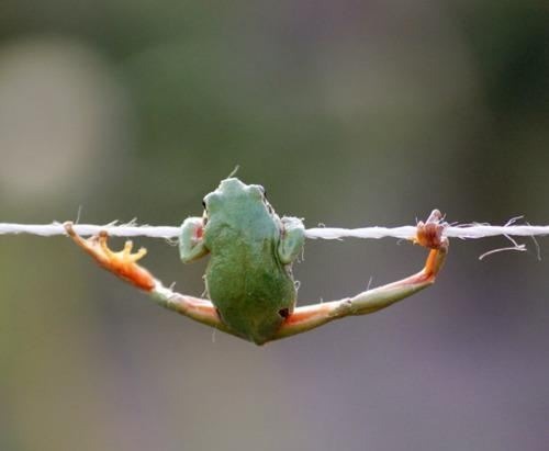 frog-hanging-by-a-thread.jpg