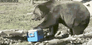 bear-cooler.gif
