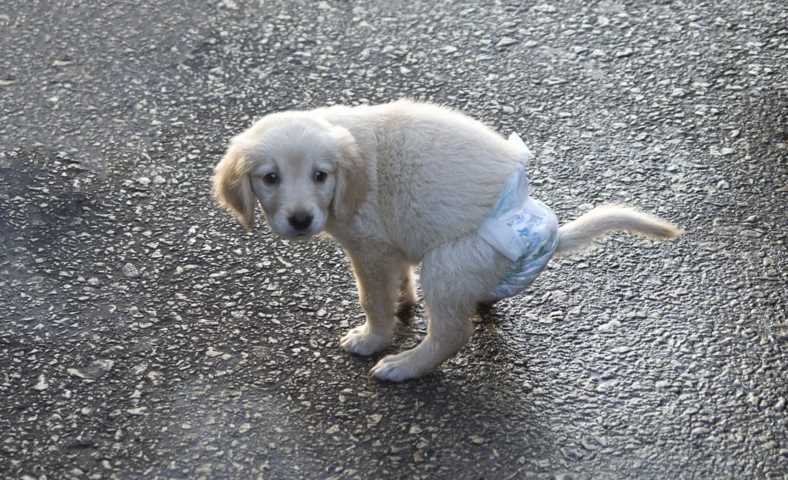 DIY-diapers-for-dogs.jpg